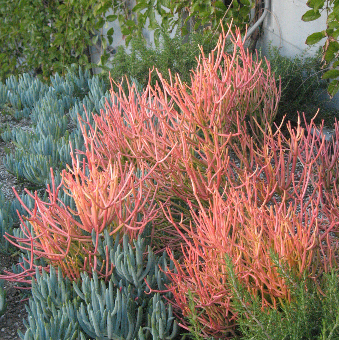 Euphorbia tirucalli 'Sticks on Fire' ~ Red Pencil Tree-ServeScape