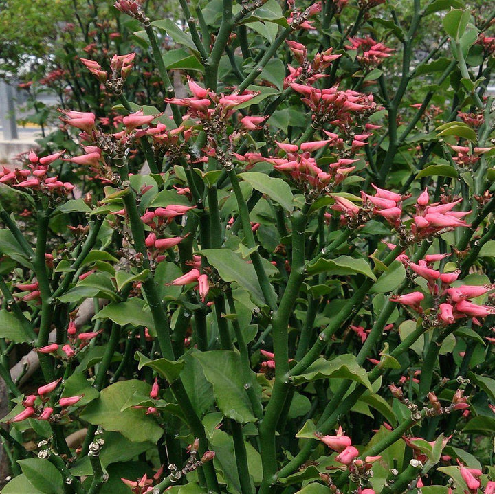 Euphorbia tithymaloides ~ Devil's Backbone, Slipper Plant-ServeScape