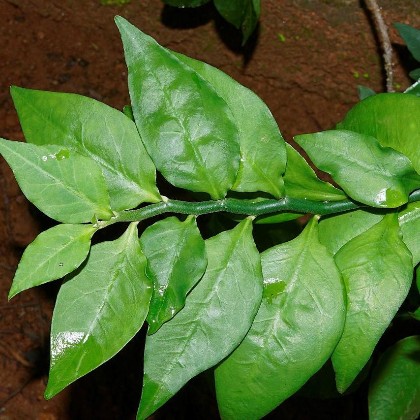 Euphorbia tithymaloides ~ Devil's Backbone, Slipper Plant-ServeScape