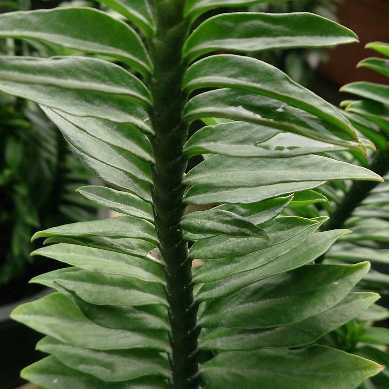 Euphorbia tithymaloides 'Nana' ~ Dwarf Devil's Backbone-ServeScape
