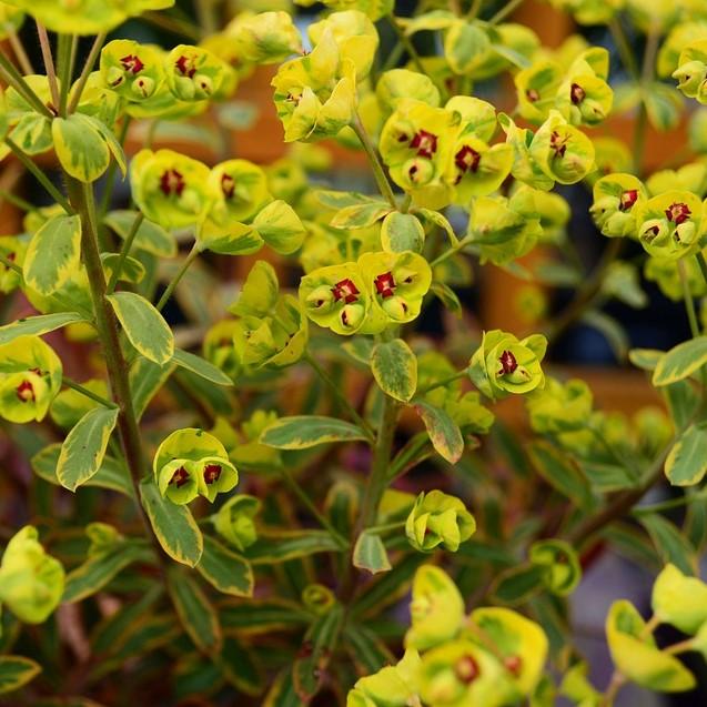 Euphorbia x martinii 'Ascot Rainbow' ~ Ascot Rainbow Spurge-ServeScape
