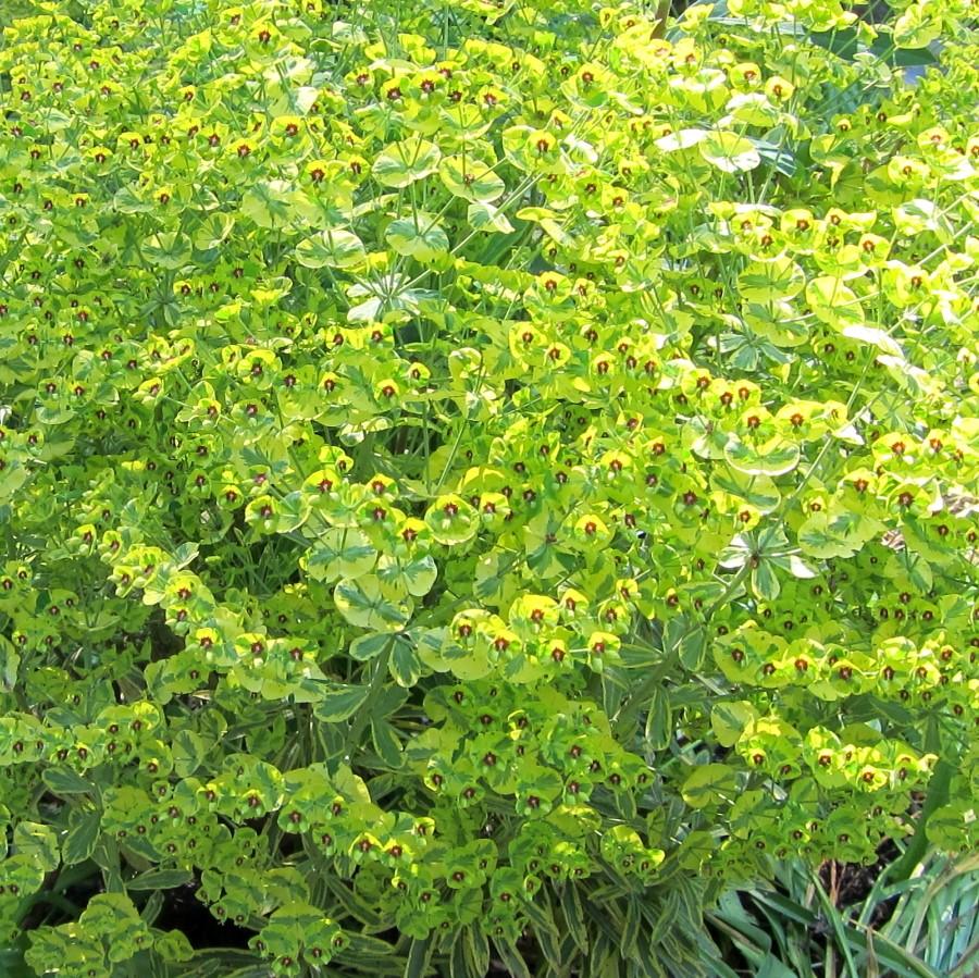 Euphorbia x martinii 'Ascot Rainbow' ~ Ascot Rainbow Spurge-ServeScape