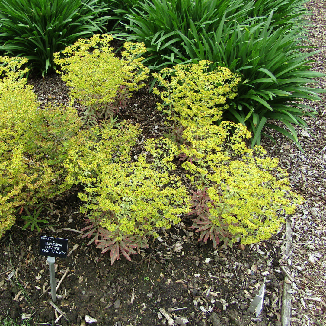 Euphorbia x martinii 'Ascot Rainbow' ~ Ascot Rainbow Spurge-ServeScape