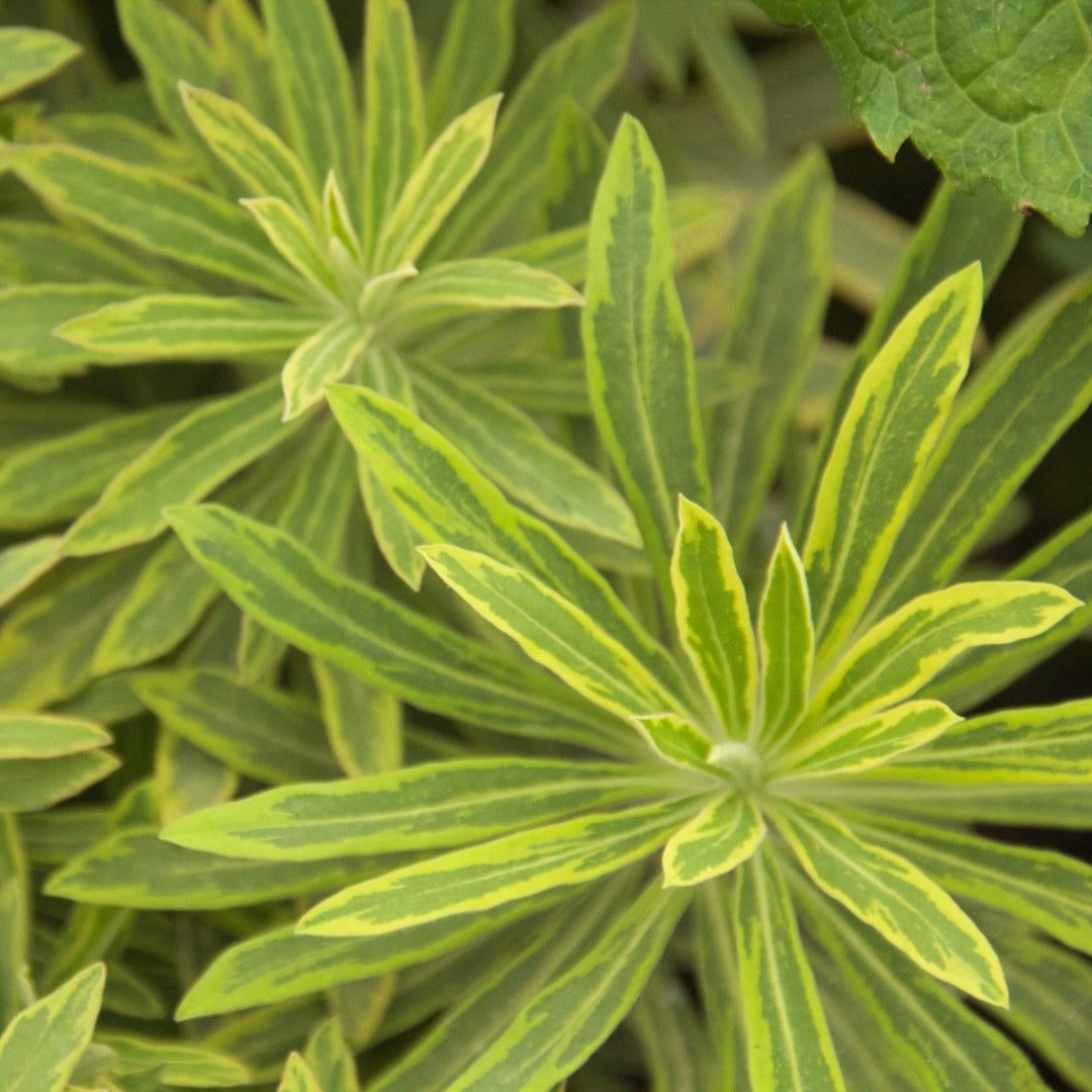 Euphorbia x martinii 'Ascot Rainbow' ~ Ascot Rainbow Spurge - Delivered By ServeScape