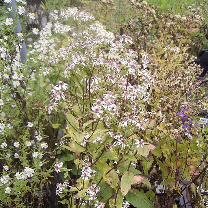 Eurybia divaricata ~ White Wood Aster-ServeScape