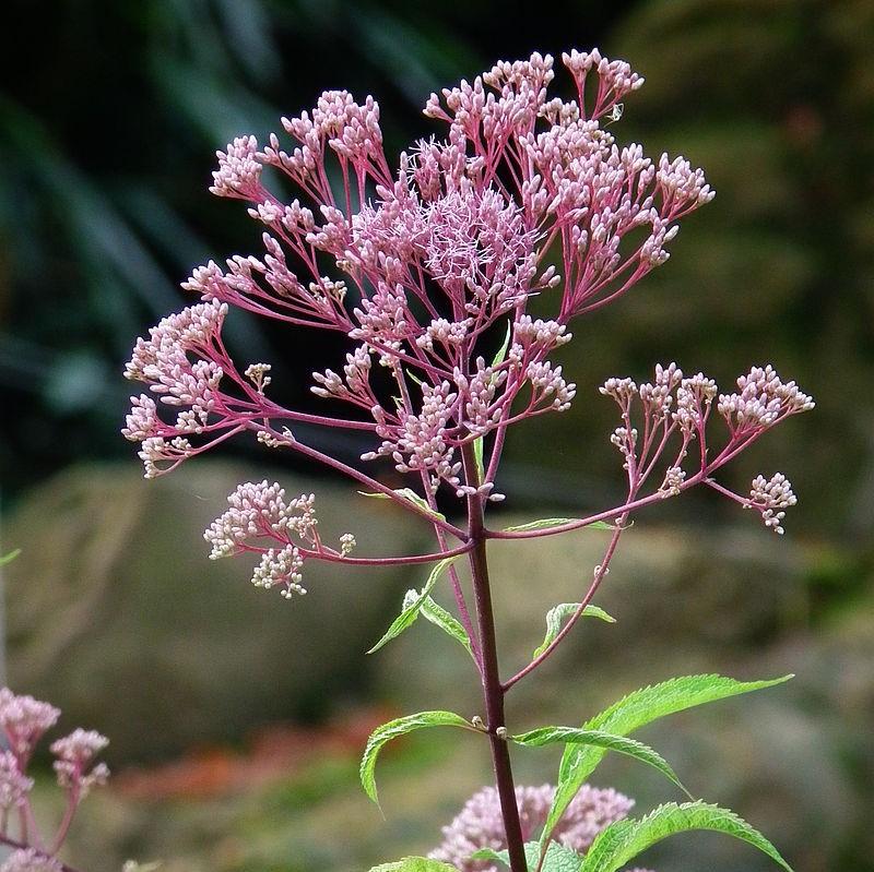 Eutrochium purpureum 'FLOREUPRE1' ~ Euphoria™ Ruby Joe-Pye Weed, Sweet Joe Pye-ServeScape