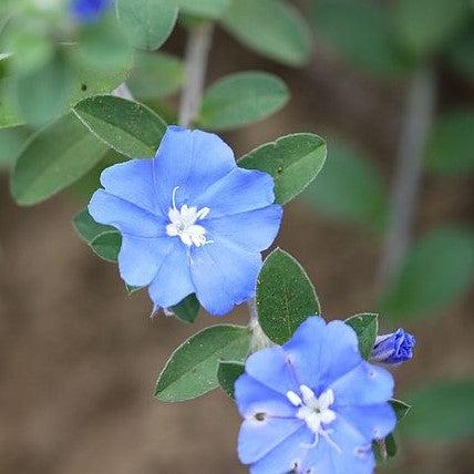 Evolvulus glomeratus 'Blue Daze' ~ Blue Daze Dwarf Morning Glory-ServeScape