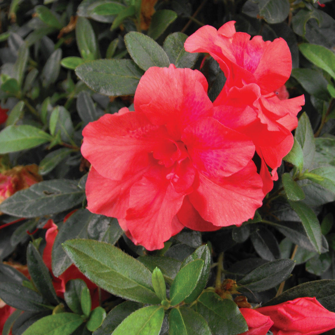 Rhododendron x ‘MNIHAR011’ PP23,093 ~ Echo® Fireglow™ Azalea-ServeScape