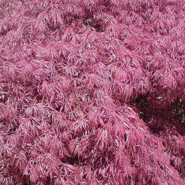 Acer palmatum dissectum 'Red Spider Web' ~ Red Spider Web Weeping Japanese Maple-ServeScape