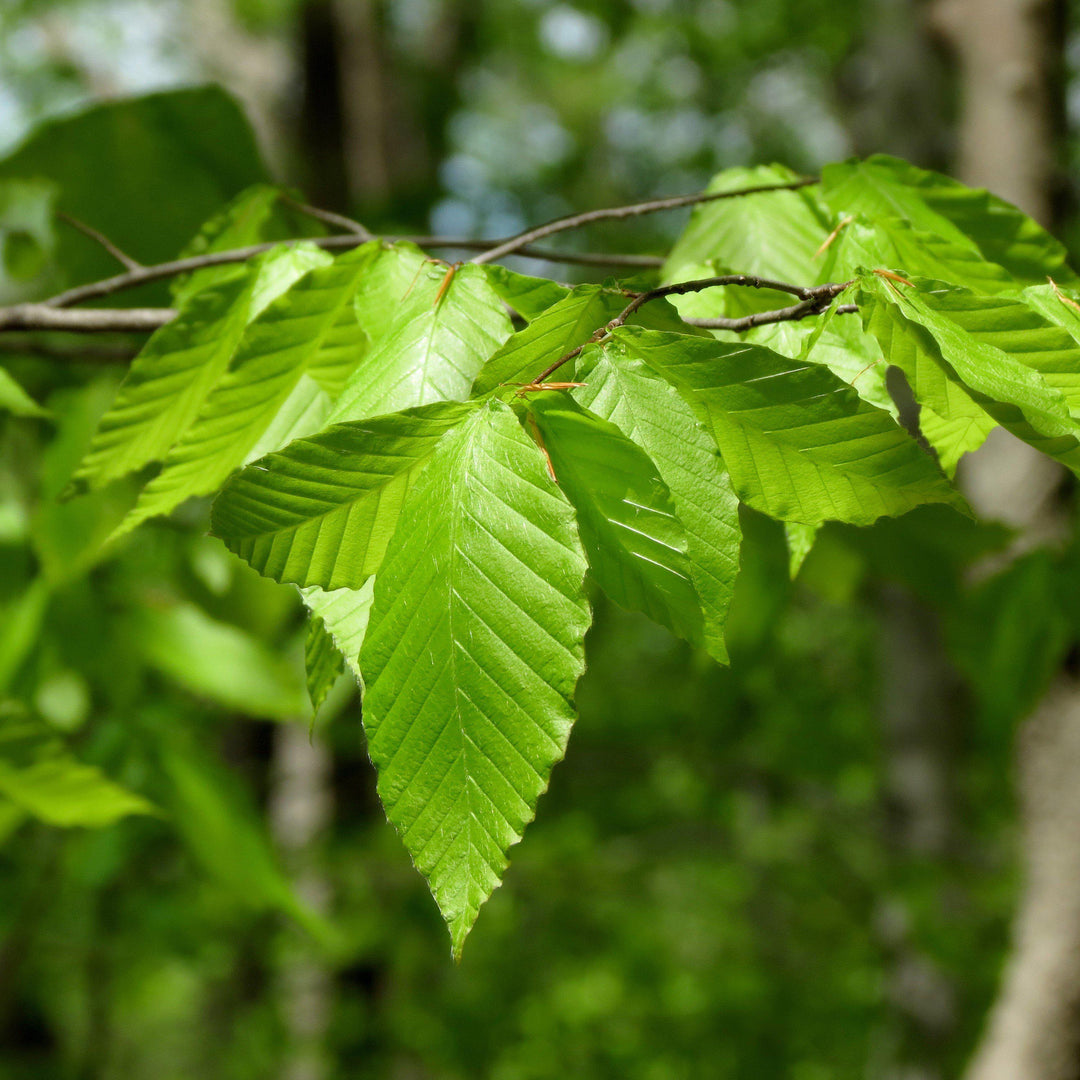 Fagus grandifolia ~ American Beech-ServeScape