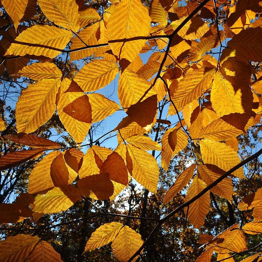 Fagus grandifolia ~ American Beech-ServeScape