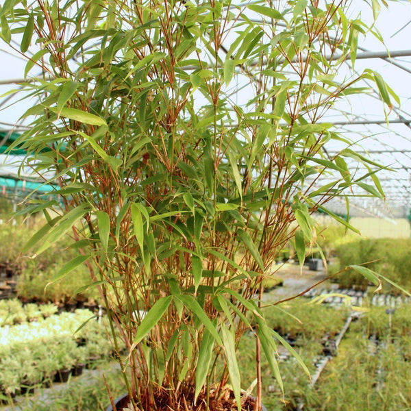 Dragon Head Bamboo