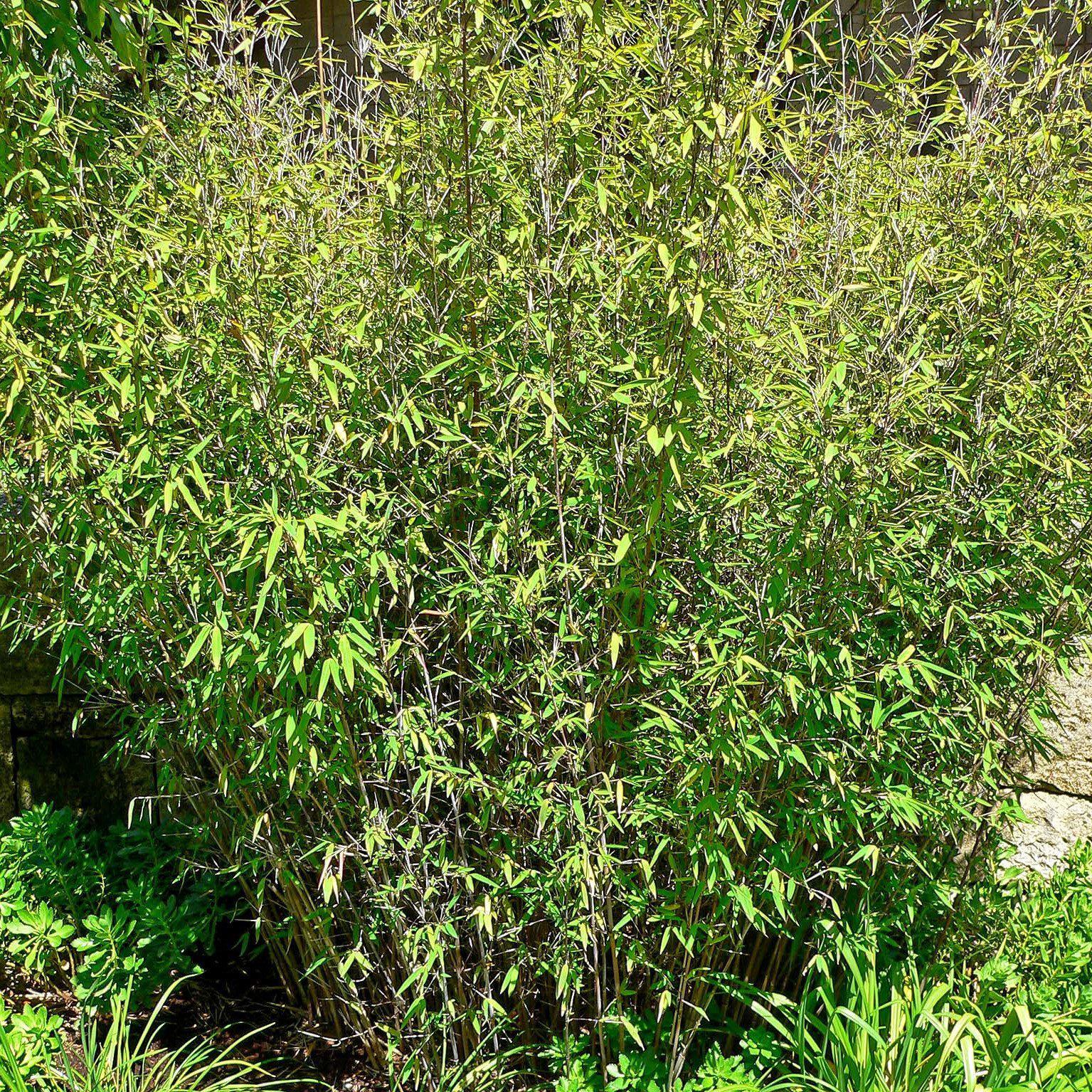 Fargesia nitida ~ Blue Fountain Bamboo - Delivered By ServeScape