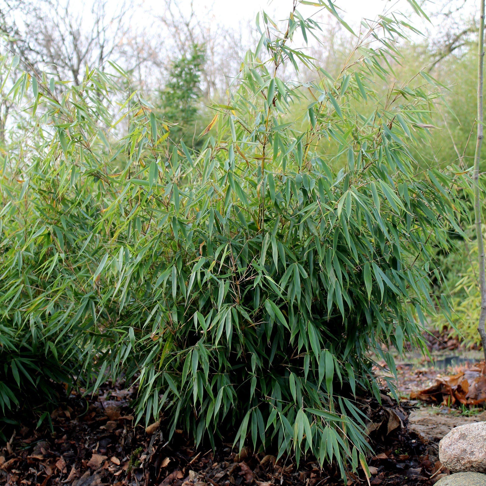 Fargesia robusta ~ Robust Bamboo - Delivered By ServeScape