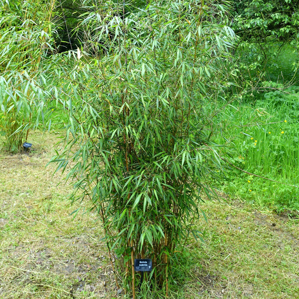 Scabrida Bamboo