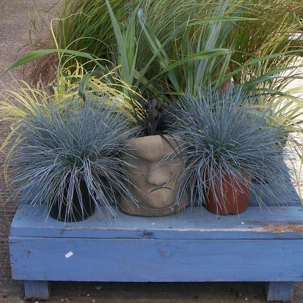 Festuca glauca 'Cool as Ice' ~ Cool as Ice Fescue-ServeScape