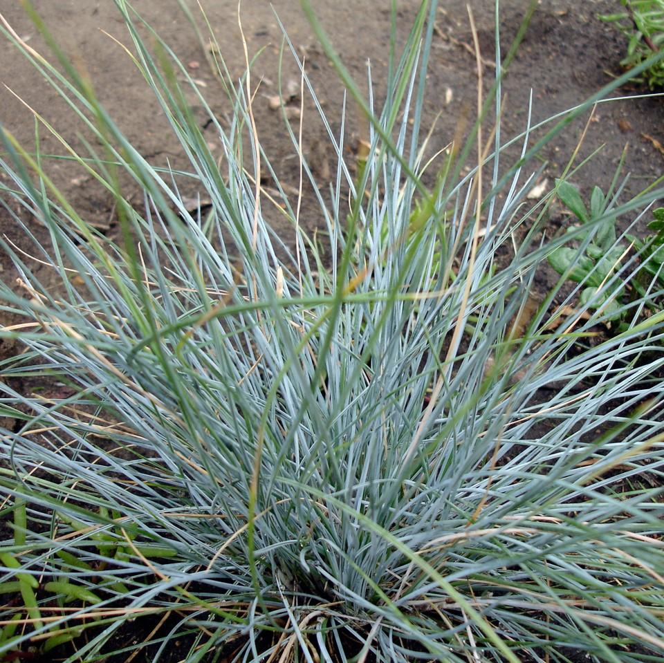 Festuca glauca 'Elijah Blue' ~ Blue Fescue-ServeScape