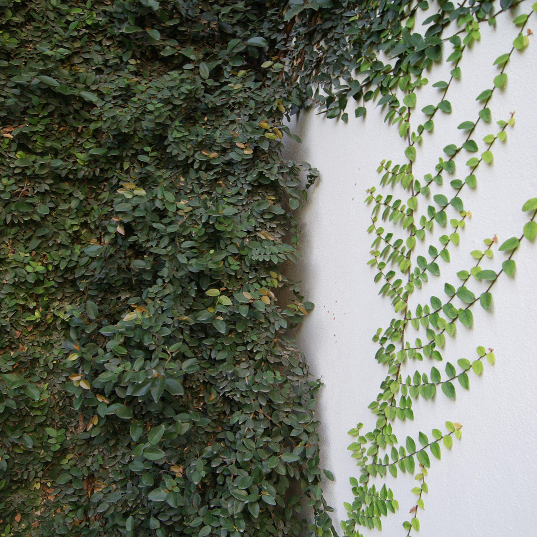 Ficus Repens ~ Climbing Fig, Creeping Fig - Delivered By ServeScape