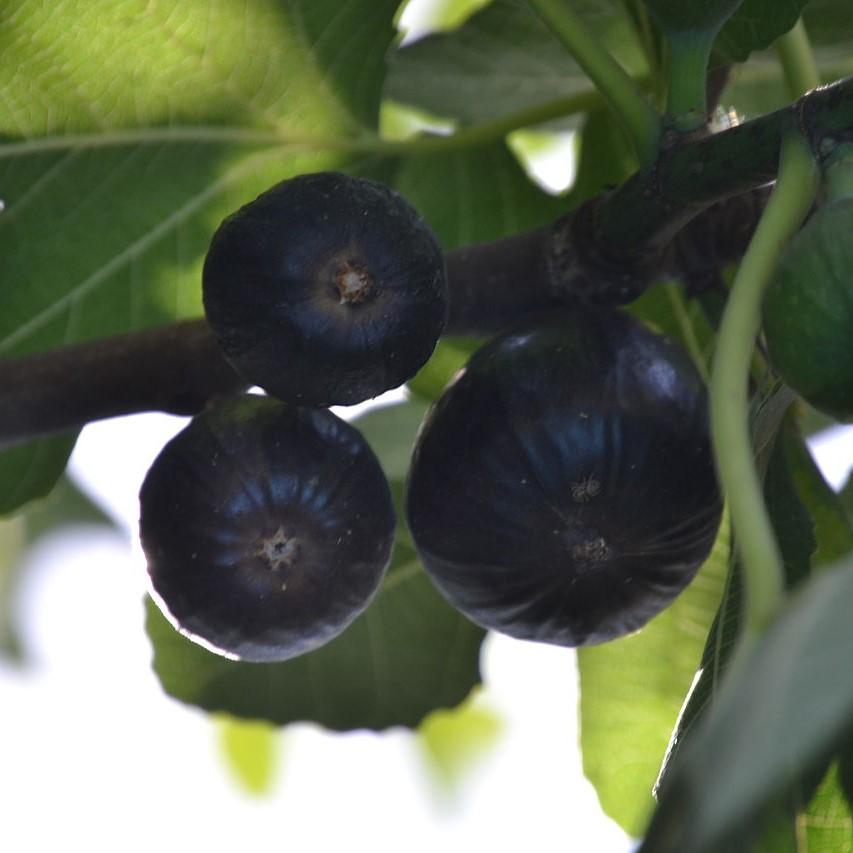 Ficus carica 'Black Mission' ~ Black Mission Fig-ServeScape