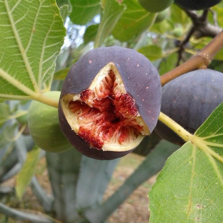 Ficus carica 'Black Mission' ~ Black Mission Fig-ServeScape