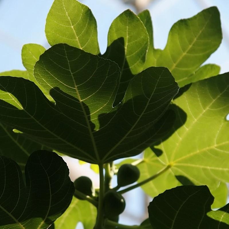 Ficus carica 'Brown Turkey' ~ Brown Turkey Fig-ServeScape