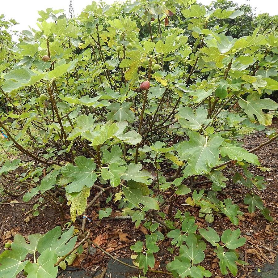 Ficus carica 'Brown Turkey' ~ Brown Turkey Fig-ServeScape