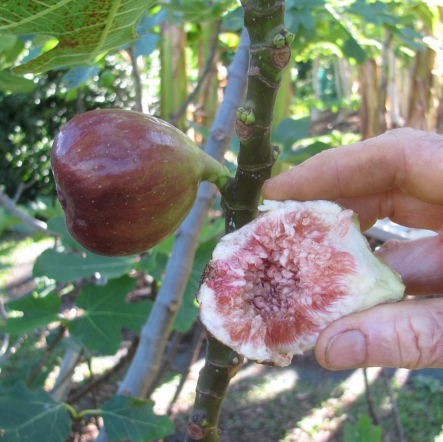Ficus carica 'Brown Turkey' ~ Brown Turkey Fig-ServeScape