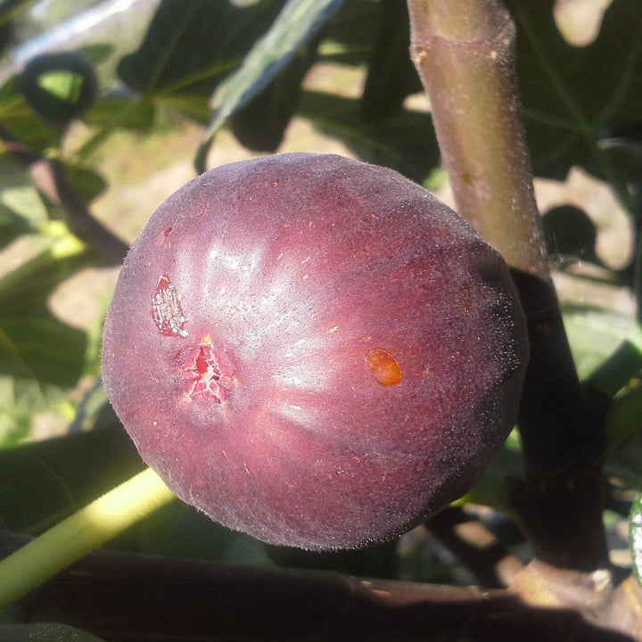 Ficus carica 'Chicago Hardy' ~ 'Chicago Hardy' Fig - Delivered By ServeScape