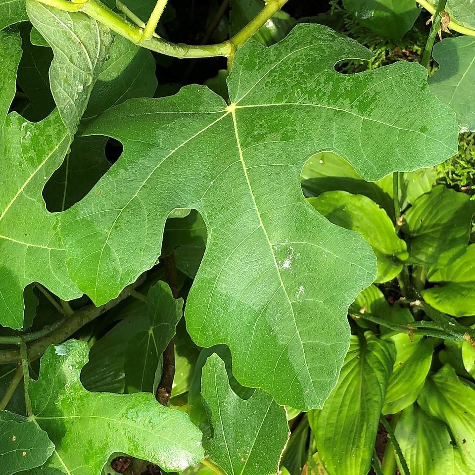 Ficus carica 'Chicago Hardy' ~ Chicago Hardy Fig-ServeScape