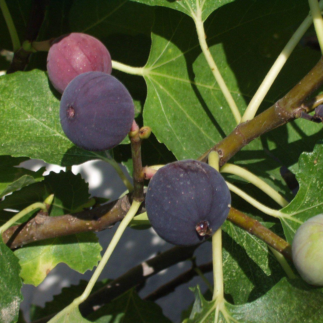 Ficus carica 'Chicago Hardy' ~ Chicago Hardy Fig-ServeScape