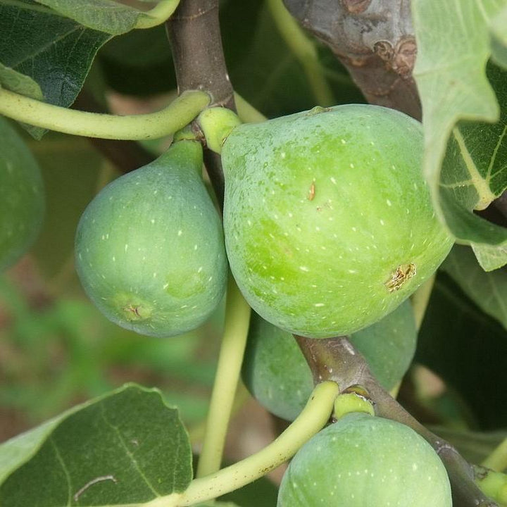 Ficus carica 'Green Ischia' ~ Green Ischia Fig-ServeScape
