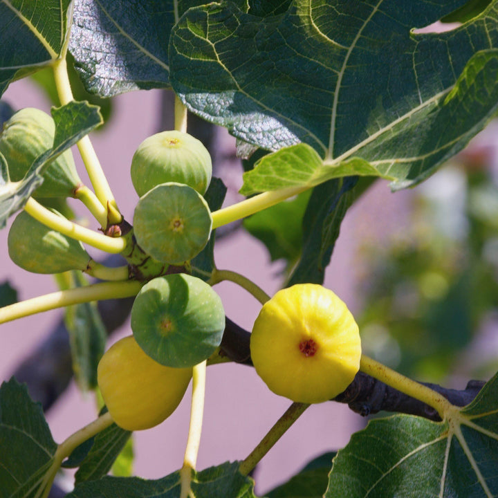 Ficus carica 'Green Ischia' ~ Green Ischia Fig - Delivered By ServeScape