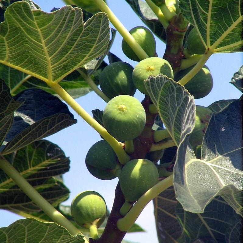 Ficus carica 'Kadota' ~ Kadota Fig-ServeScape