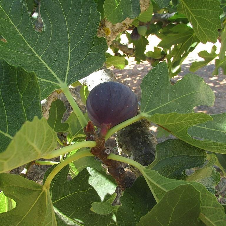 Ficus carica 'LSU Purple' ~ 'LSU Purple' Fig-ServeScape