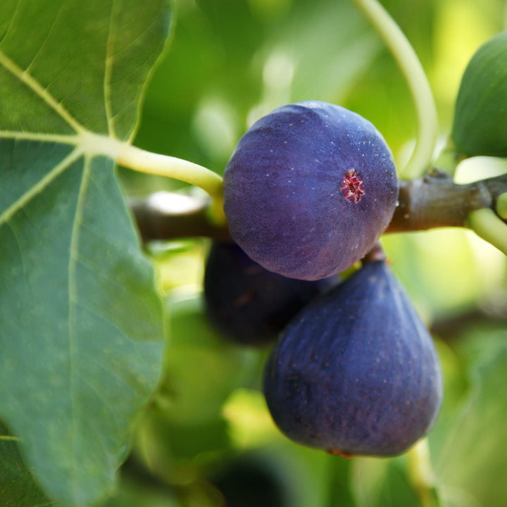 Ficus carica 'LSU Purple' ~ 'LSU Purple' Fig - Delivered By ServeScape
