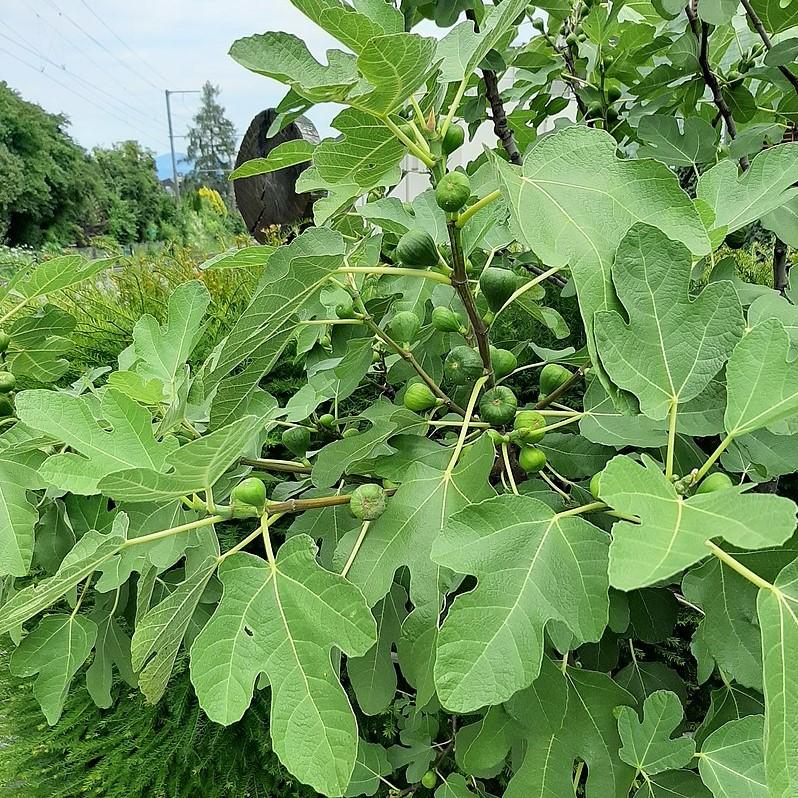 Ficus carica 'Lattarula' - Italian Honey Fig, Lattarula Fig-ServeScape