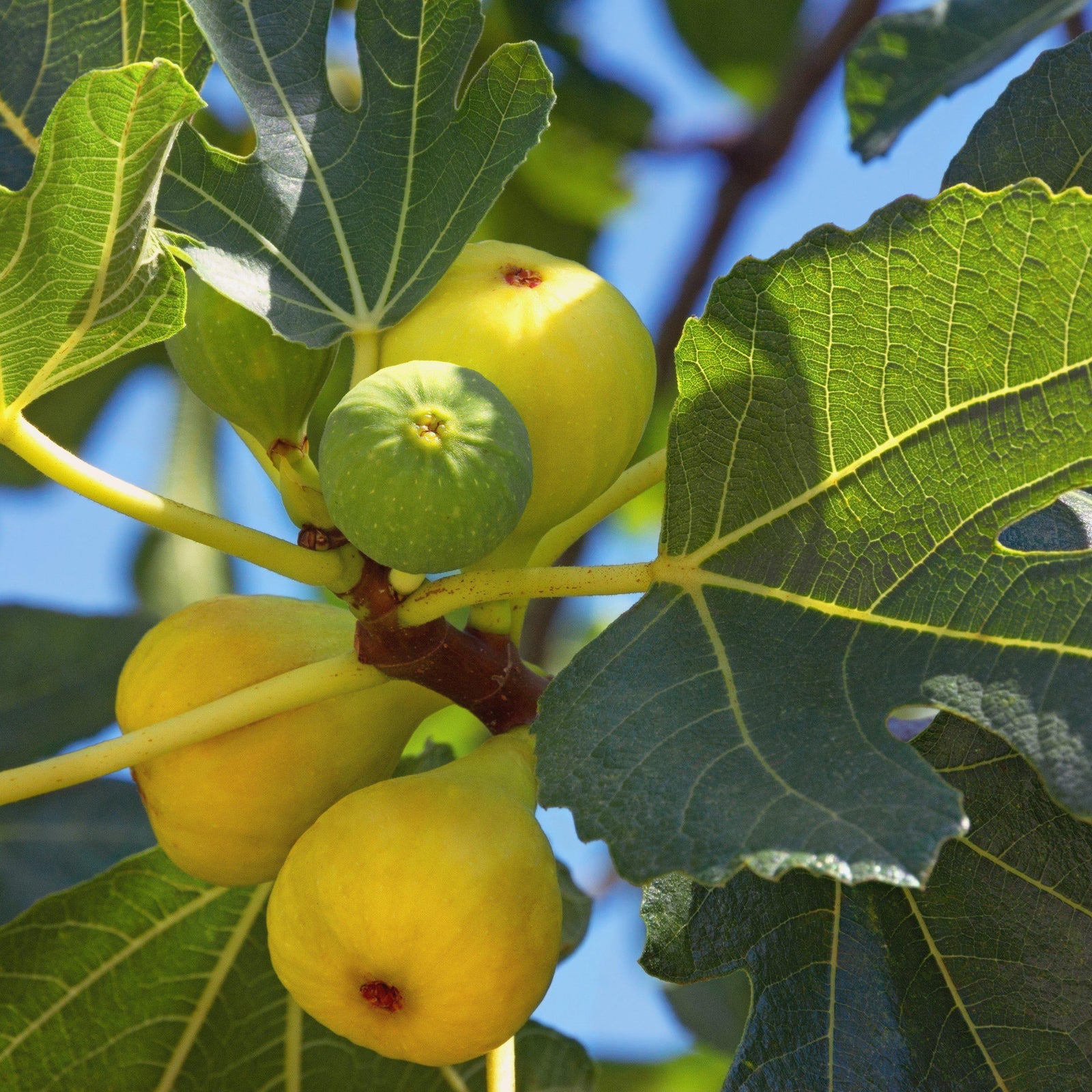 Ficus carica 'Lattarula' - Italian Honey Fig, Lattarula Fig - Delivered By ServeScape