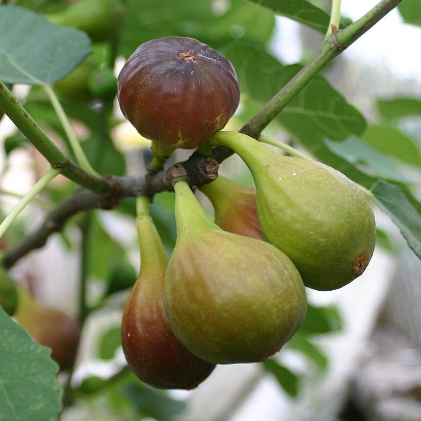 Ficus carica 'Magnolia' ~ Magnolia Fig-ServeScape