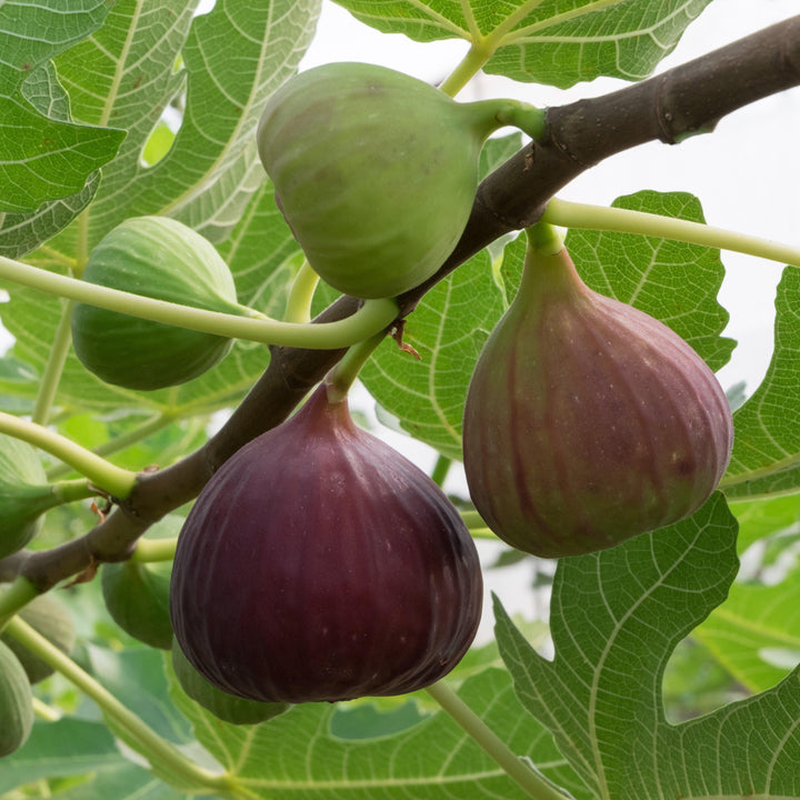 Ficus carica 'Magnolia' ~ Magnolia Fig - Delivered By ServeScape