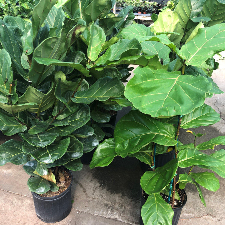 Ficus lyrata ~ Fiddle-Leaf Fig-ServeScape