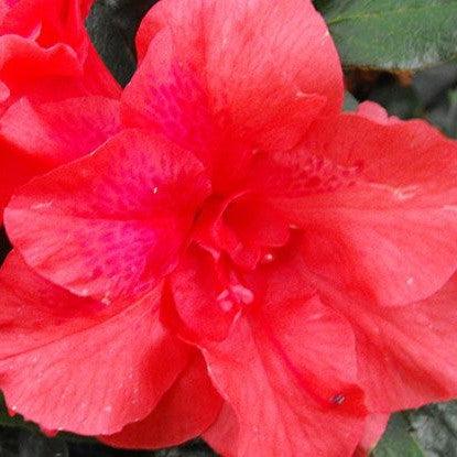 Rhododendron x ‘MNIHAR011’ PP23,093 ~ Echo® Fireglow™ Azalea-ServeScape