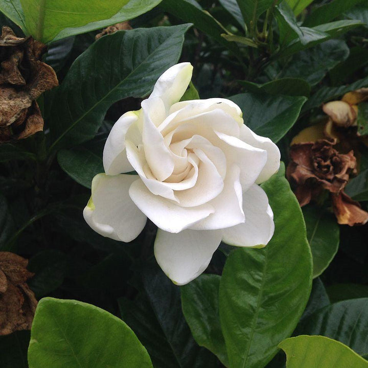 Gardenia jasminoides 'Aimee' ~ First Love® Gardenia-ServeScape