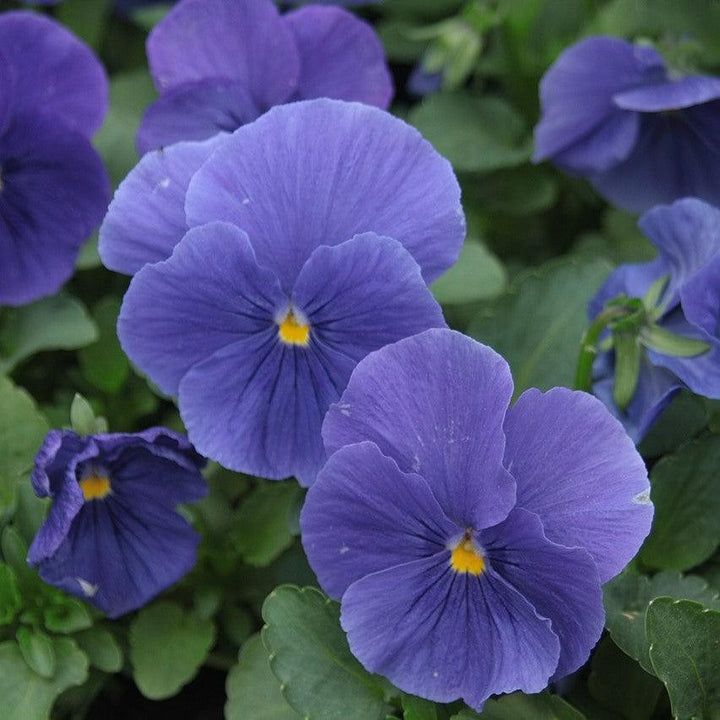 Viola cornuta 'Colormax True Blue' ~ Colormax® True Blue Viola-ServeScape