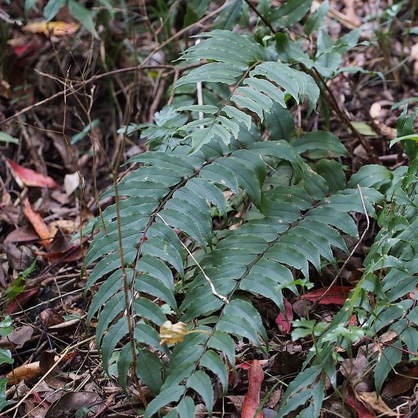 Fortune's Hardy Holly Fern ~ Cyrtomium fortunei-ServeScape