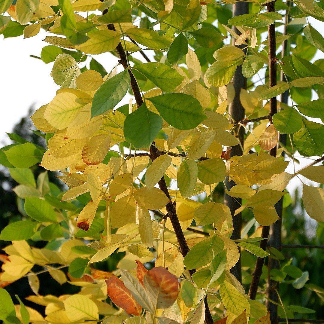 Fraxinus pennsylvanica ~ Green Ash-ServeScape