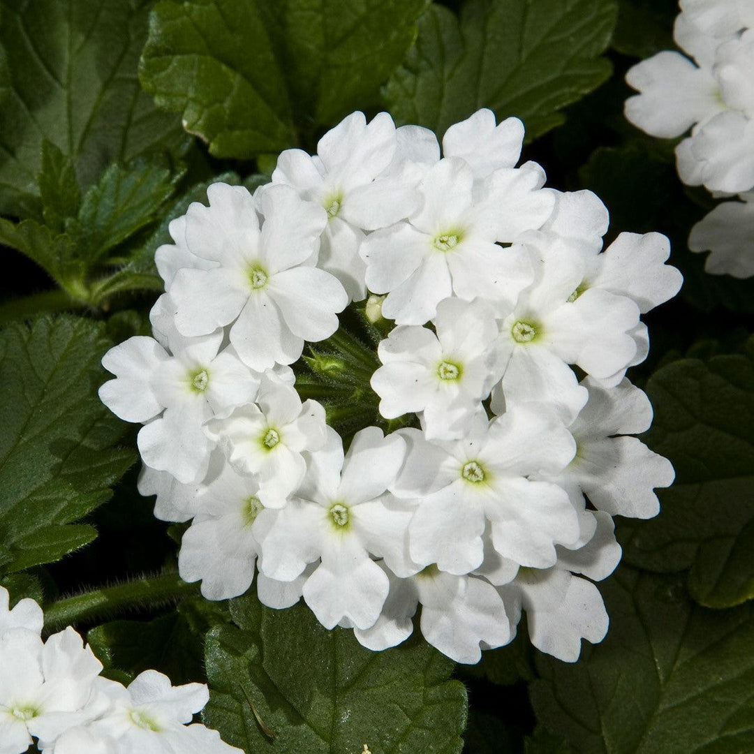 Verbena 'Vivid White' ~ Vivid® White Verbena-ServeScape