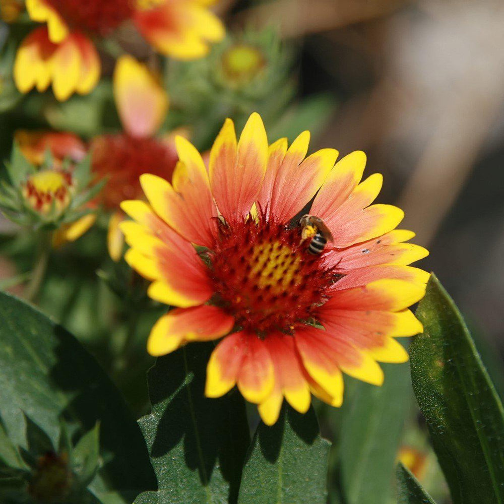 Gaillardia x aristata 'Arizona Sun' ~ Arizona Sun Blanket Flower - Delivered By ServeScape
