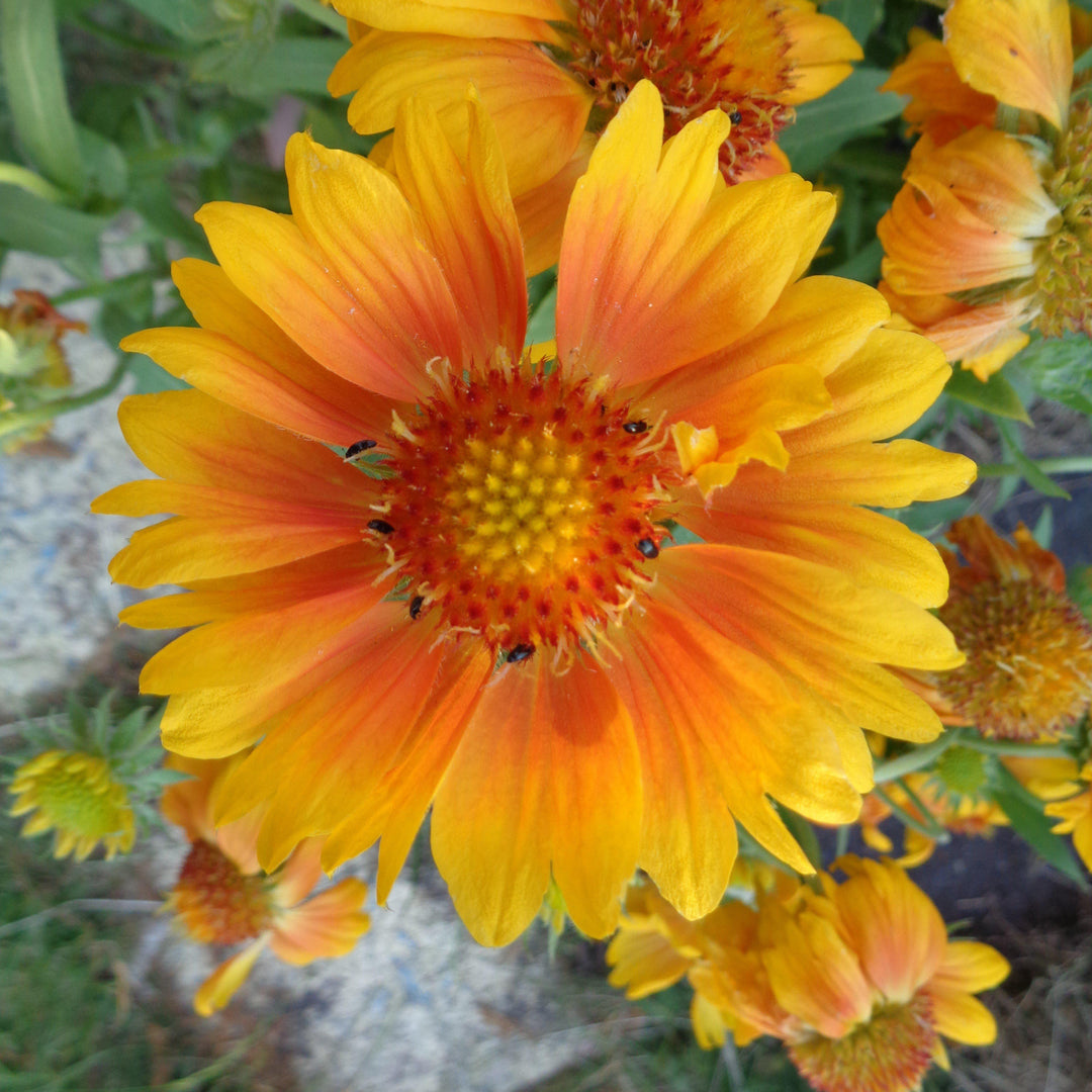 Gaillardia x grandiflora 'Mesa 'Peach' ~ Mesa™ Peach Blanket Flower-ServeScape