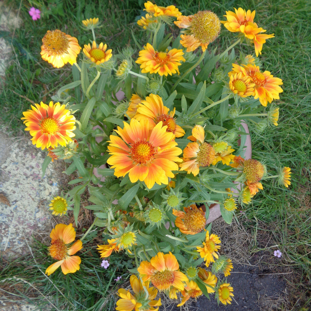 Gaillardia x grandiflora 'Mesa 'Peach' ~ Mesa™ Peach Blanket Flower-ServeScape