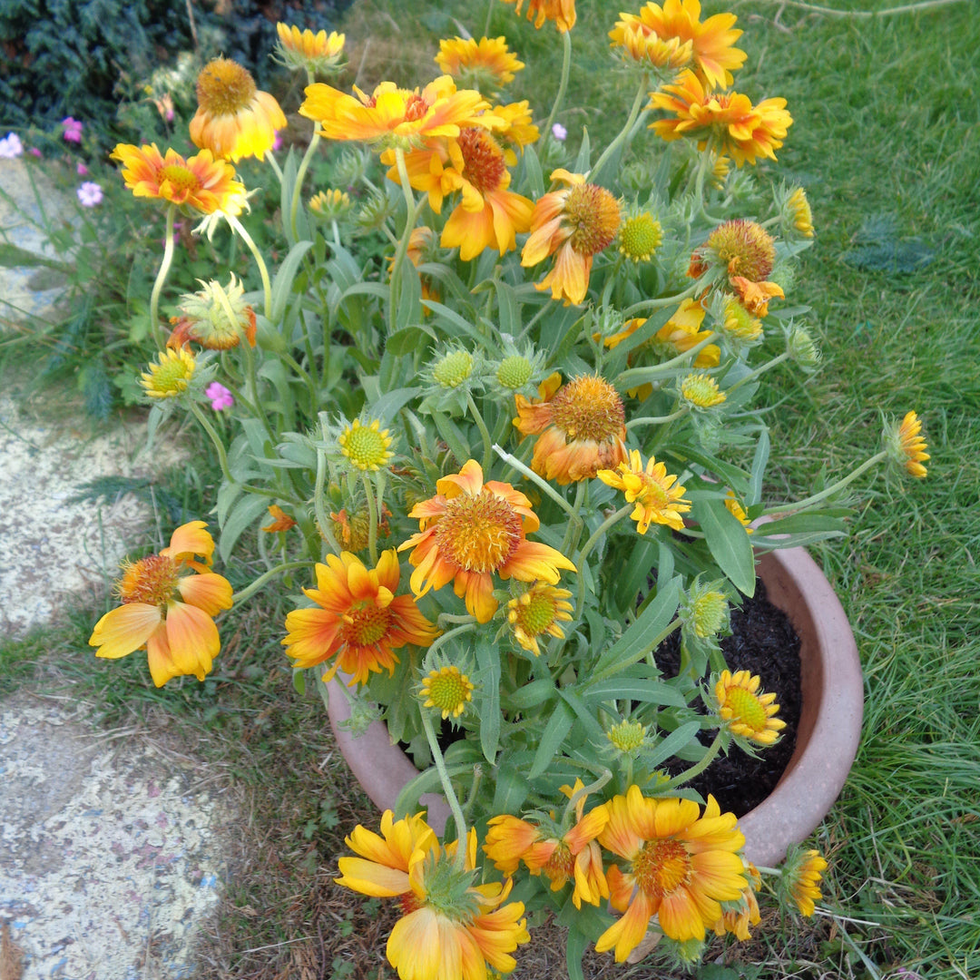 Gaillardia x grandiflora 'Mesa 'Peach' ~ Mesa™ Peach Blanket Flower-ServeScape